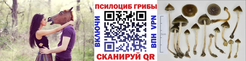Галлюциногенные грибы ЛСД Чёрмоз